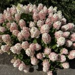 Hortenzia metlinatá (Hydrangea paniculata) ´VANILLE FRAISE´® - výška 40-60 cm, kont. C2L